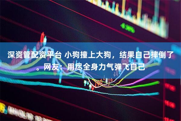 深资管配资平台 小狗撞上大狗，结果自己摔倒了。网友：用尽全身力气弹飞自己